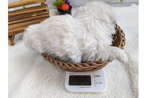 成約済の静岡県のペキニーズ-82616の3枚目