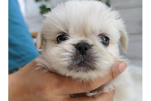 成約済の静岡県のペキニーズ-82616の2枚目