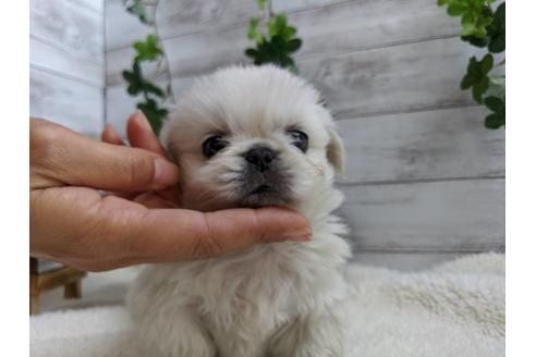 成約済の静岡県のペキニーズ-82616の1枚目