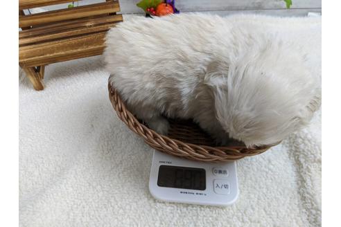 成約済の静岡県のペキニーズ-82619の2枚目