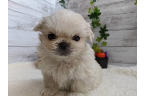 成約済の静岡県のペキニーズ-82619の1枚目