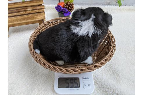 成約済の静岡県のチワワ(ロングコート)-82624の3枚目