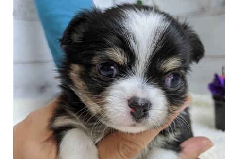 成約済の静岡県のチワワ(ロングコート)-82624