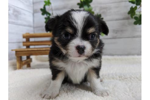 成約済の静岡県のチワワ(ロングコート)-82624の2枚目