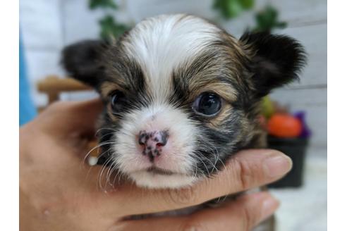 成約済の静岡県のチワワ(ロングコート)-82626