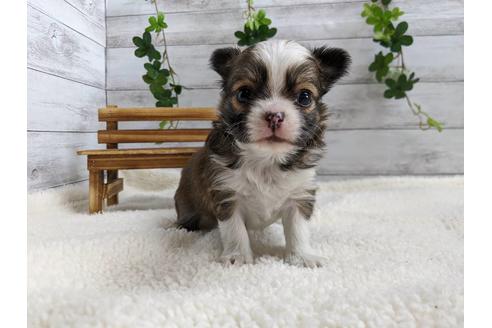 成約済の静岡県のチワワ(ロングコート)-82626の4枚目