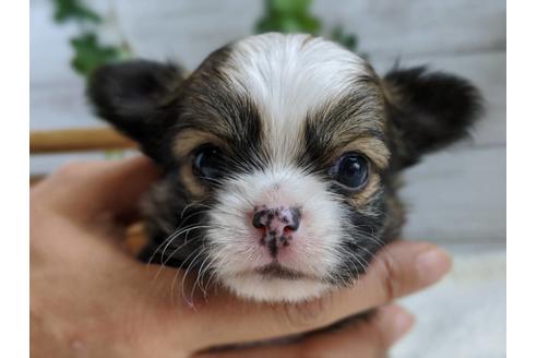 成約済の静岡県のチワワ(ロングコート)-82626の3枚目