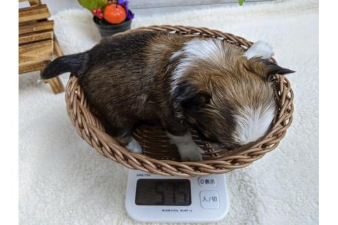 成約済の静岡県のチワワ(ロングコート)-82626の2枚目