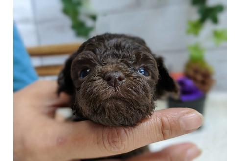 成約済の静岡県のトイプードル-82628