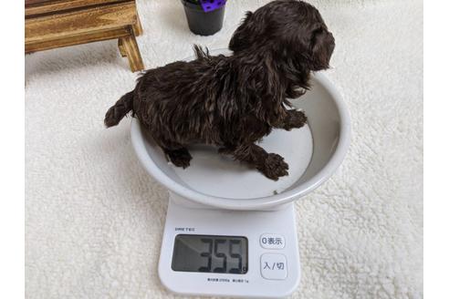 成約済の静岡県のトイプードル-82628の2枚目