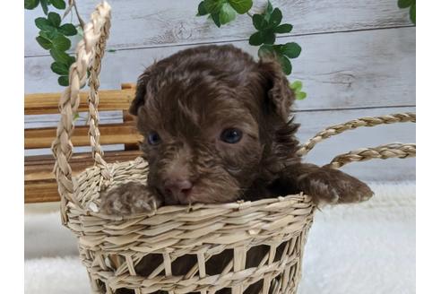 成約済の静岡県のトイプードル-82629の1枚目