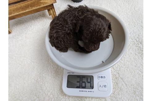 成約済の静岡県のトイプードル-82630の3枚目