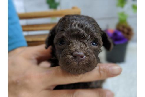 成約済の静岡県のトイプードル-82630の1枚目