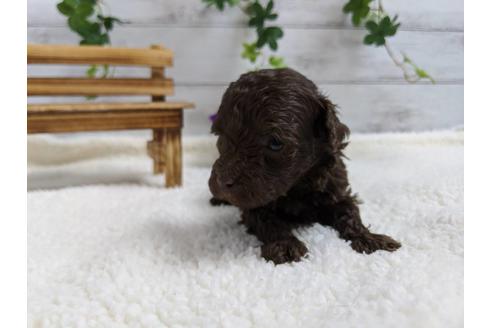 成約済の静岡県のトイプードル-82630の2枚目