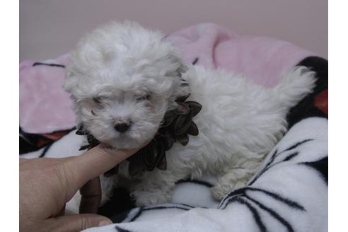 成約済の埼玉県のマルチーズ-83693の3枚目