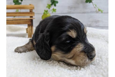 成約済の静岡県のミニチュアダックスフンド(ロングヘアード)-84068の4枚目