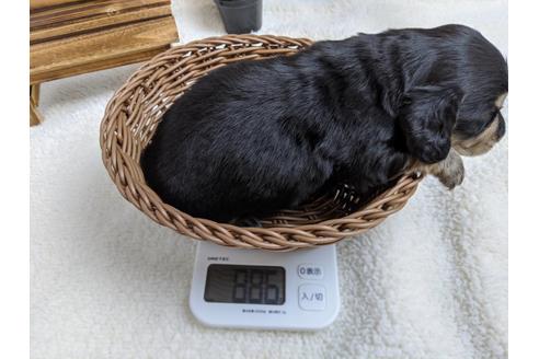 成約済の静岡県のミニチュアダックスフンド(ロングヘアード)-84068の3枚目