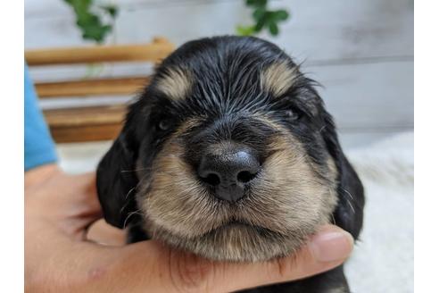 成約済の静岡県のミニチュアダックスフンド(ロングヘアード)-84068の1枚目