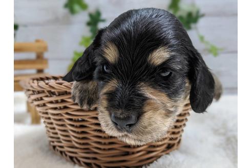 成約済の静岡県のミニチュアダックスフンド(ロングヘアード)-84068の2枚目