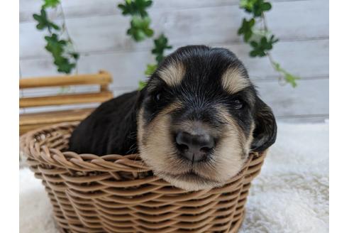 成約済の静岡県のミニチュアダックスフンド(ロングヘアード)-84070の1枚目