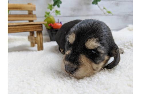 成約済の静岡県のミニチュアダックスフンド(ロングヘアード)-84070の3枚目