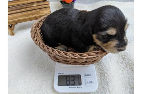 成約済の静岡県のミニチュアダックスフンド(ロングヘアード)-84070の2枚目