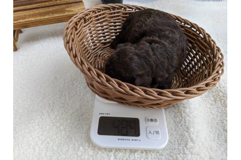 成約済の静岡県のトイプードル-84073の3枚目