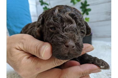 成約済の静岡県のトイプードル-84073の2枚目