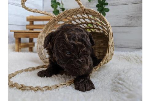 成約済の静岡県のトイプードル-84073の1枚目