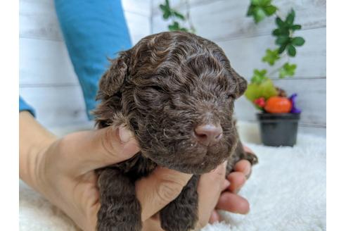 成約済の静岡県のトイプードル-84074の1枚目