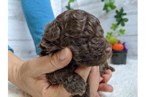 成約済の静岡県のトイプードル-84074の4枚目