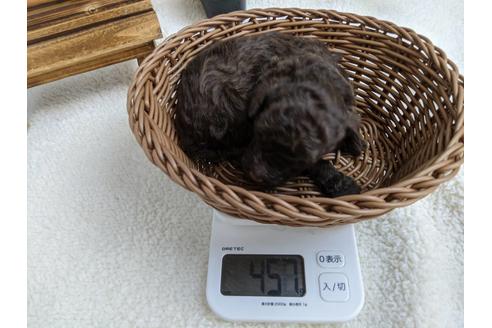 成約済の静岡県のトイプードル-84074の3枚目