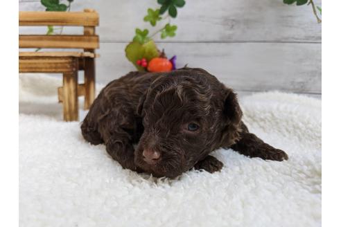 成約済の静岡県のトイプードル-84074の2枚目