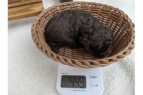 成約済の静岡県のトイプードル-84075の4枚目