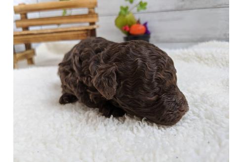 成約済の静岡県のトイプードル-84075の1枚目