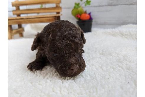 成約済の静岡県のトイプードル-84075の2枚目