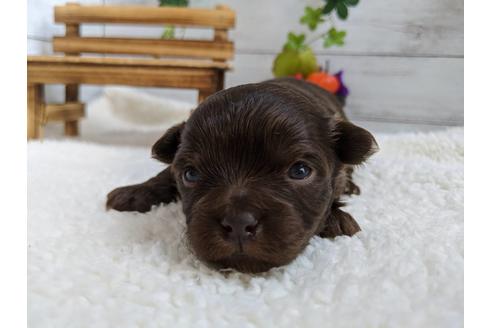 成約済の静岡県のチワプー:チワワ×トイプードル-84076の4枚目