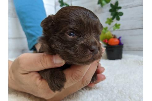 成約済の静岡県のチワプー:チワワ×トイプードル-84076の1枚目