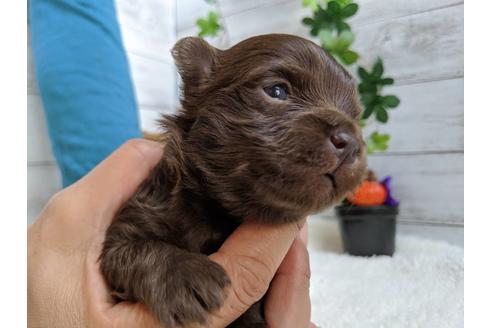 成約済の静岡県のチワプー:チワワ×トイプードル-84076の3枚目