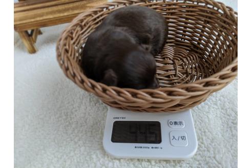 成約済の静岡県のチワプー:チワワ×トイプードル-84076の2枚目