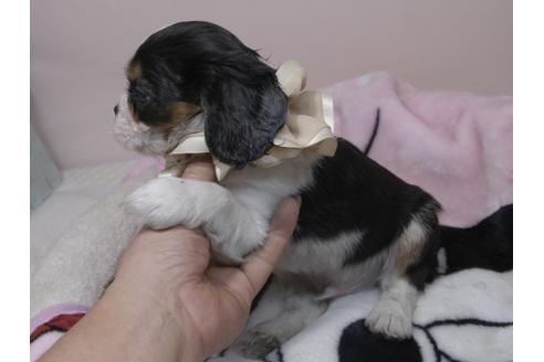 成約済の埼玉県のキャバリアキングチャールズスパニエル-82733の3枚目