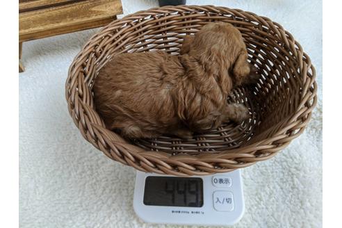 成約済の静岡県のトイプードル-84077の4枚目