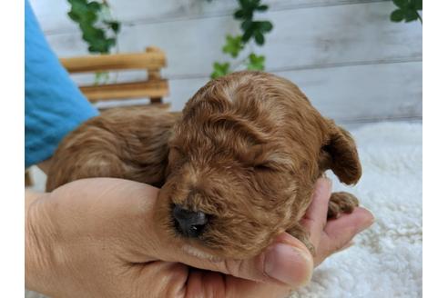 成約済の静岡県のトイプードル-84077