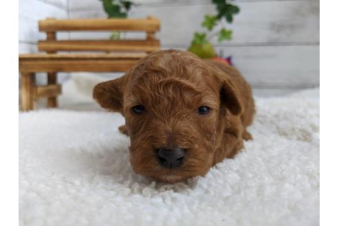 成約済の静岡県のトイプードル-84077の2枚目