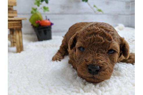 成約済の静岡県のトイプードル-84078の4枚目