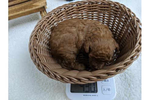 成約済の静岡県のトイプードル-84078の3枚目