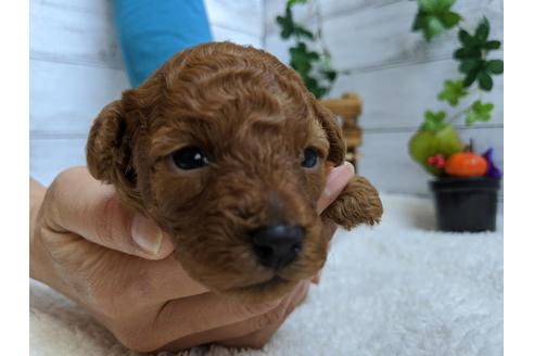 成約済の静岡県のトイプードル-84078