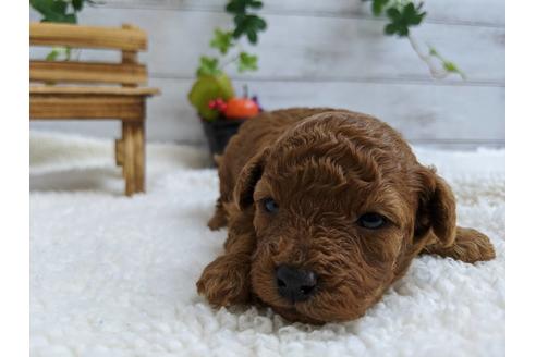 成約済の静岡県のトイプードル-84078の2枚目