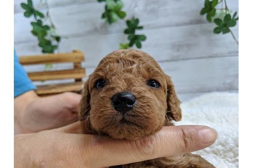 成約済の静岡県のトイプードル-84079