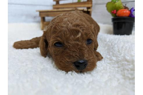 成約済の静岡県のトイプードル-84079の3枚目